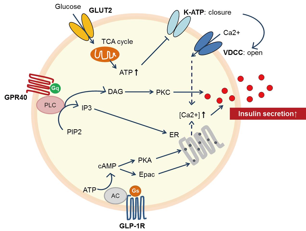 图1. 胰岛β细胞调控胰岛素分泌模式图.jpg